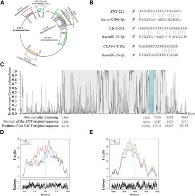 Functional inference of long non-coding RNAs through exploration of highly conserved regions